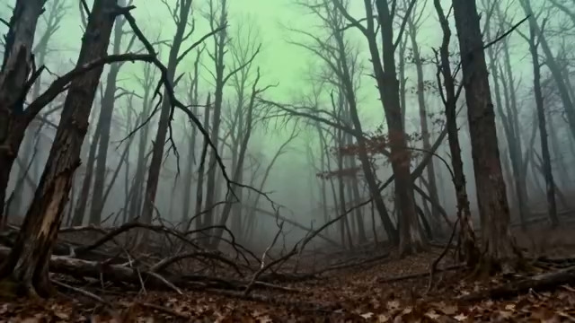  迷雾笼罩的森林树林景象1660#横屏 	 