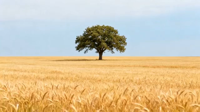  麦田中一棵孤树景象139#横屏 	 -