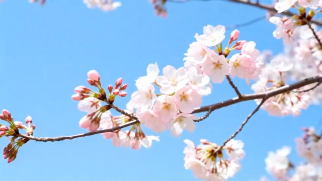  蓝天背景下绽放的樱花1705#横屏 	 