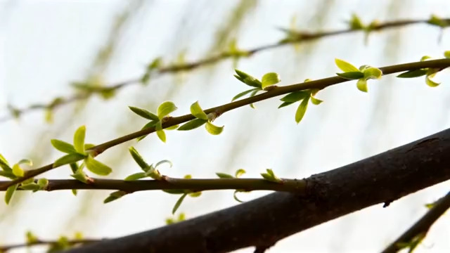  柳树嫩枝特写1301#横屏 	 