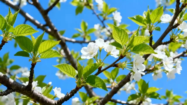  蓝天背景下盛开的樱花1198#横屏 	 - 