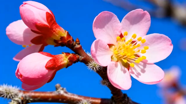  蓝天背景下绽放的粉色花朵2996#横屏 	 -