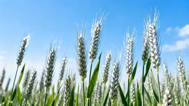  蓝天白云下的麦穗素材1849#横屏 	 -