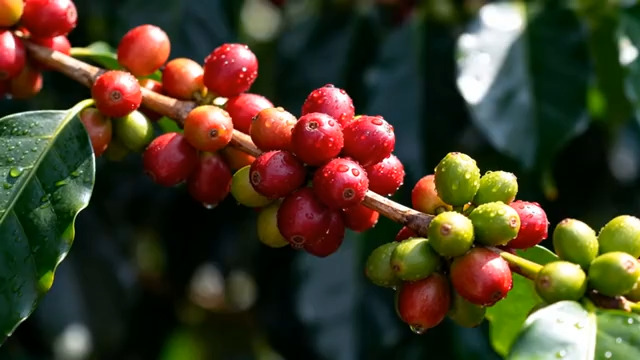  咖啡树上的成熟咖啡豆2698#横屏 	 - 