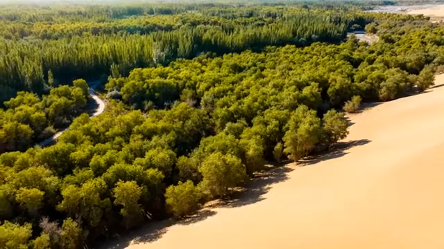 沙漠边缘胡杨林航拍全景4911#横屏 