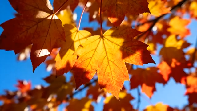 秋日森林落叶铺地景象2347#横屏 