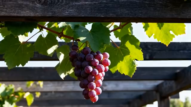 盘中牛肉卷配酱料特写3137#横屏 