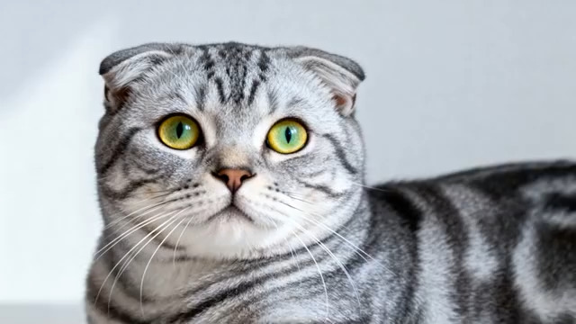  灰色折耳猫特写(4)2967#横屏 	 