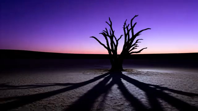  黄昏下枯树立于空旷场地2758#横屏 	 