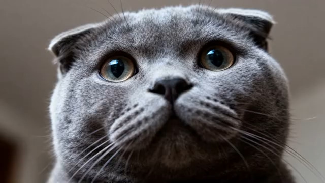  灰色折耳猫特写(3)2137#横屏 	 