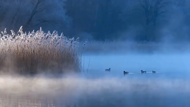  湖畔芦苇鸭子水面游弋1321#横屏 	 