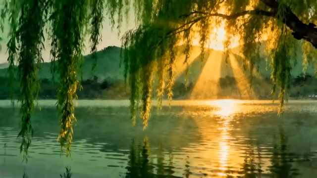  湖畔垂柳下的夕阳美景1852#横屏 	 - 
