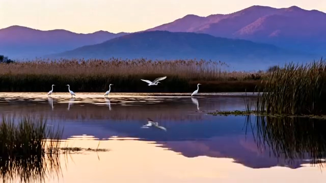  湖畔白鹭栖息与飞翔场景409#横屏 	 