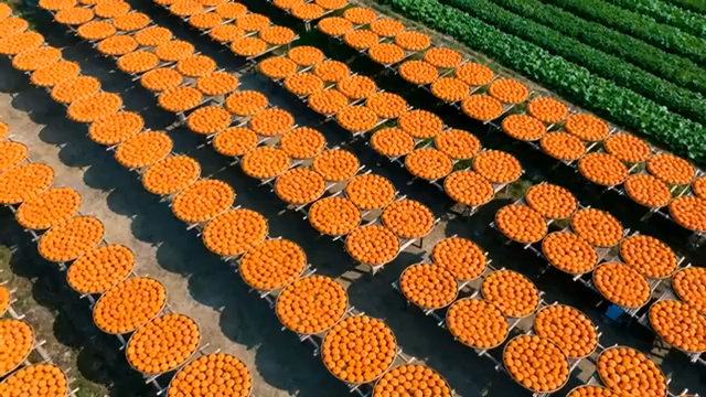 农田晾晒橘子俯拍素材1497#横屏 