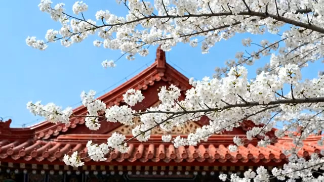  红瓦建筑前盛开的樱花1017#横屏 	 