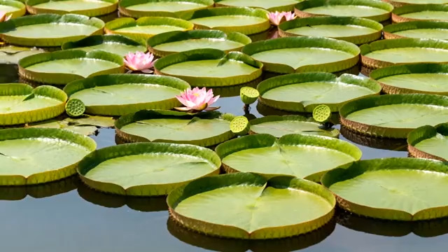  荷塘中绽放的荷花与荷叶661#横屏 	 