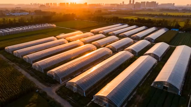  航拍夕阳下的蔬菜大棚群2786#横屏 	 -