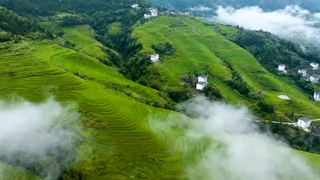  航拍云雾缭绕的绿色梯田风光2223#横屏 	 -