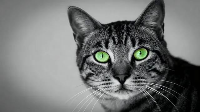 绿眼斑纹猫特写2300#横屏 