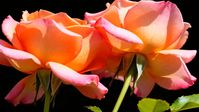 两朵橙粉色玫瑰花特写3401#横屏 