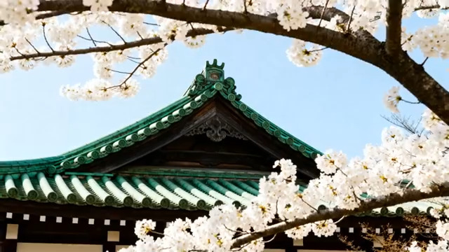  古建筑旁盛开的樱花258#横屏 	 