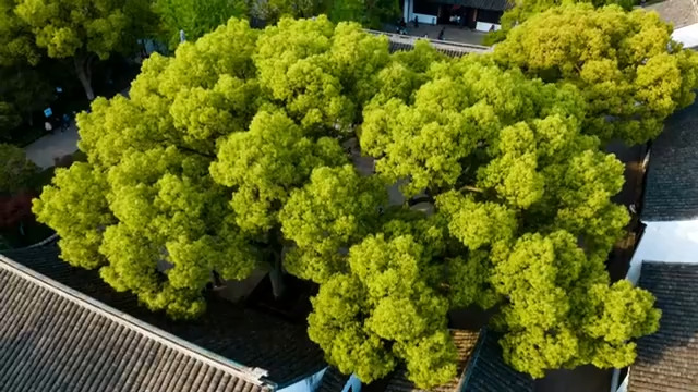  俯瞰古建筑旁茂盛绿树1104#横屏 	 