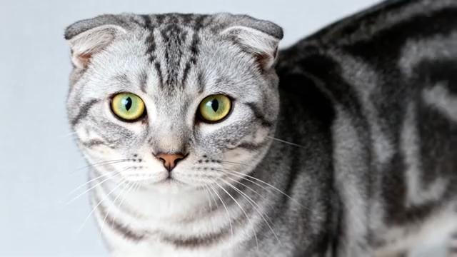 灰色折耳猫特写(1)4996#横屏 