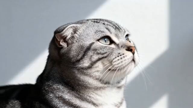 灰色折耳猫抬头特写1785#横屏 