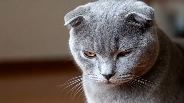 灰色折耳猫特写3526#横屏 