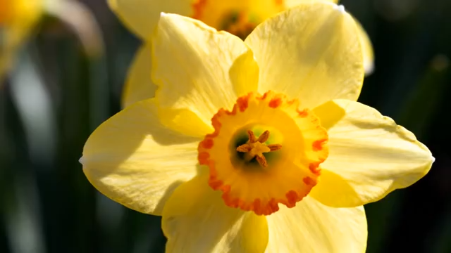 黄色水仙花特写(1)2954#横屏 