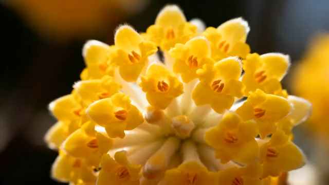 黄色花朵微距特写(1)5416#横屏 