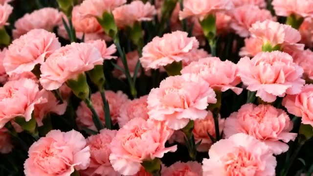  粉色康乃馨花卉特写(2)2403#横屏 	 