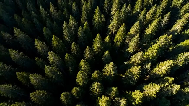  俯瞰茂密森林绿植景象433#横屏 	 