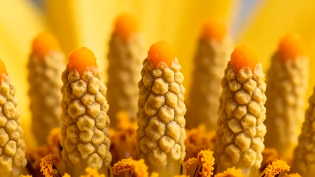 花朵花蕊微距特写4339#横屏 