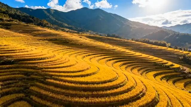 金黄梯田自然风光2489#横屏 