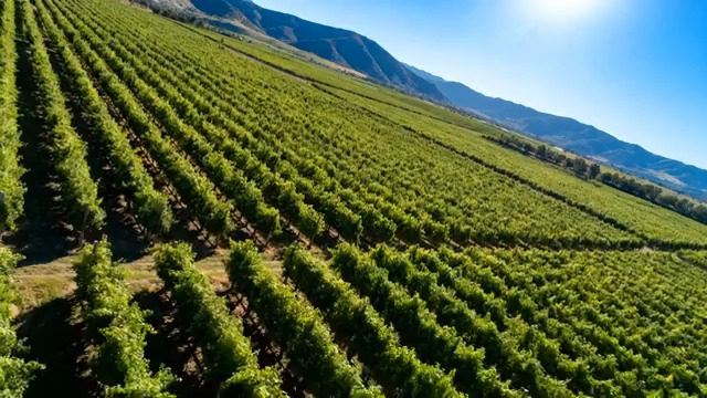  俯瞰葡萄园田园风光2795#横屏 	 