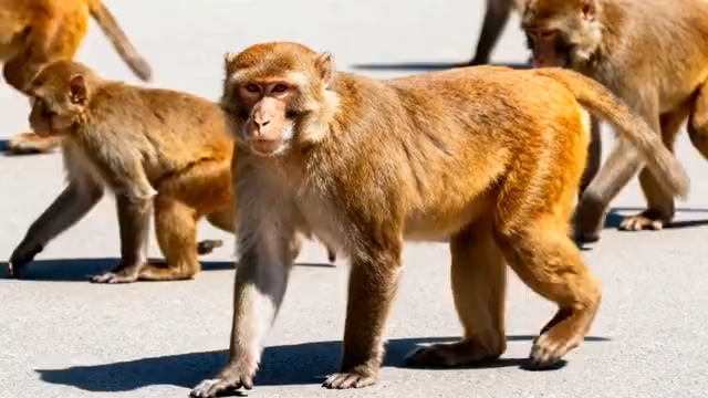 户外音乐会观众背影819#横屏 