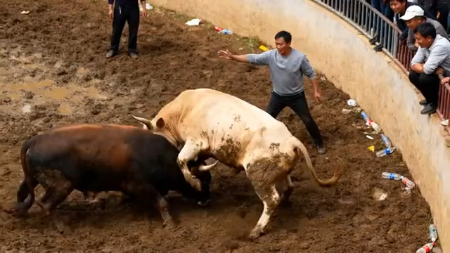  斗牛现场男子围观斗牛141#横屏 	 