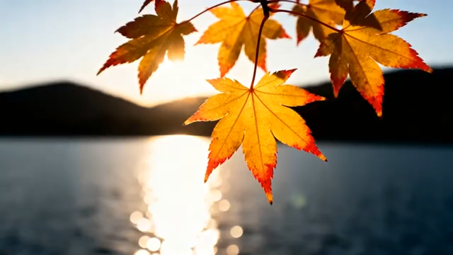 湖畔枫叶逆光特写2671#横屏 