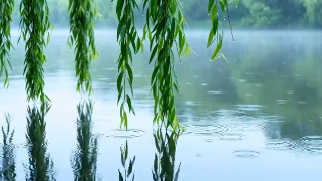湖边垂柳带雨丝风景3002#横屏 