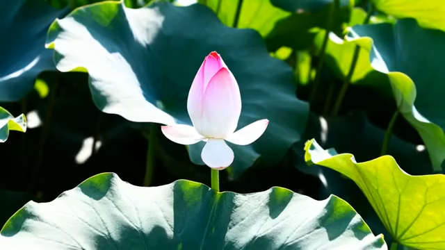 红灯笼配烟花夜景素材762#横屏 