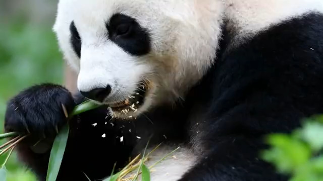  大熊猫进食竹子特写(1)1196#横屏 	 