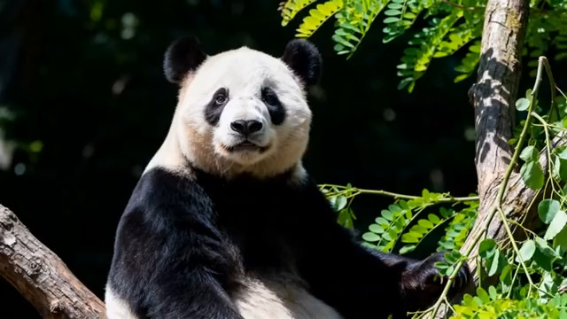  大熊猫坐于树枝特写素材2071#横屏 	 