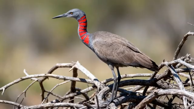荷塘荷花荷叶自然风光3270#横屏 