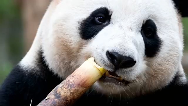  大熊猫进食竹子特写(2)2411#横屏 	 - 