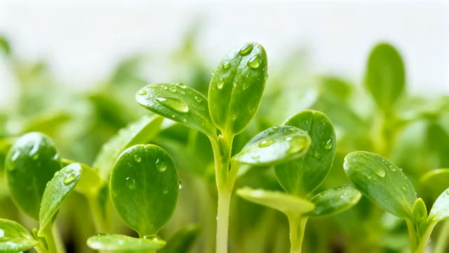 带水珠绿色植物幼苗特写2476#横屏 	 