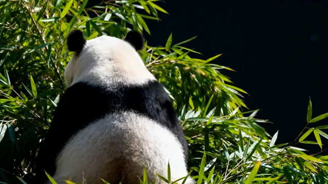  大熊猫背对镜头吃竹子2#横屏 	 