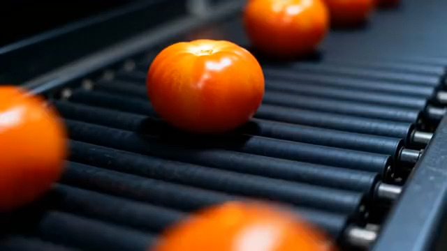  传送带上的西红柿特写2446#横屏 	 