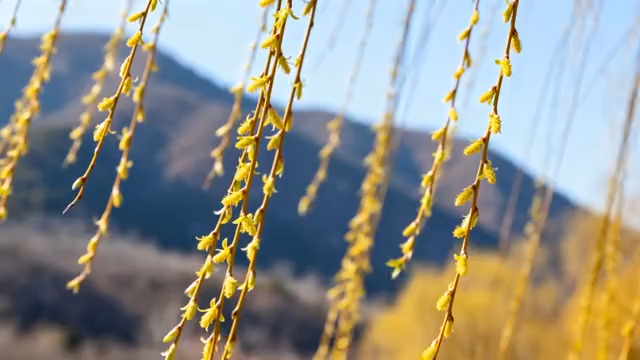  春日垂柳特写1968#横屏 	 