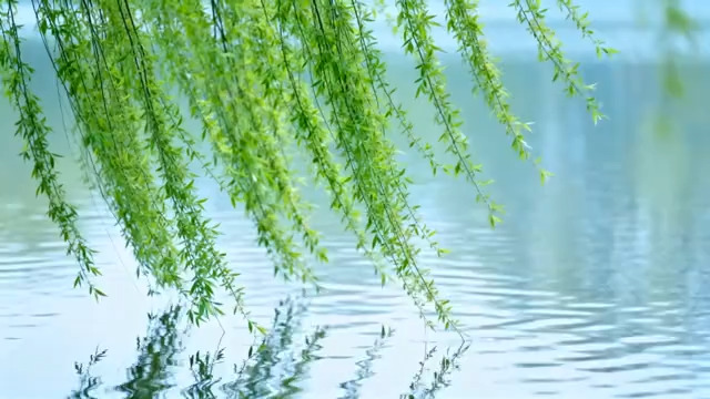  垂柳垂入水面自然风光素材2750#横屏 	 